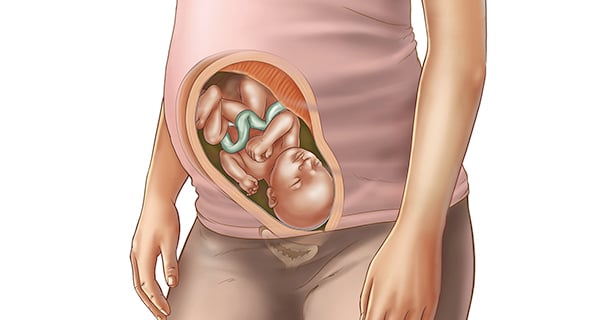 懷孕期第28週